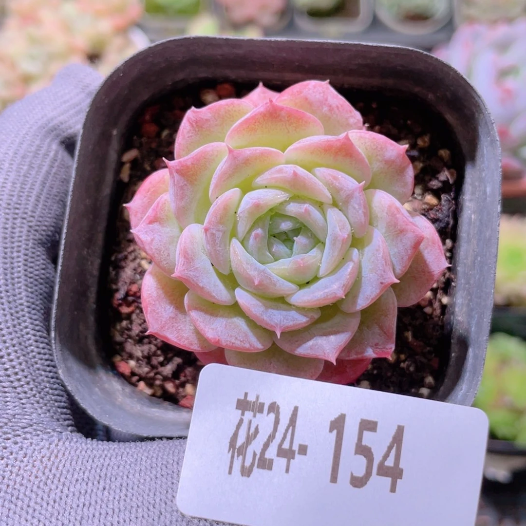花利美24-154纯爱