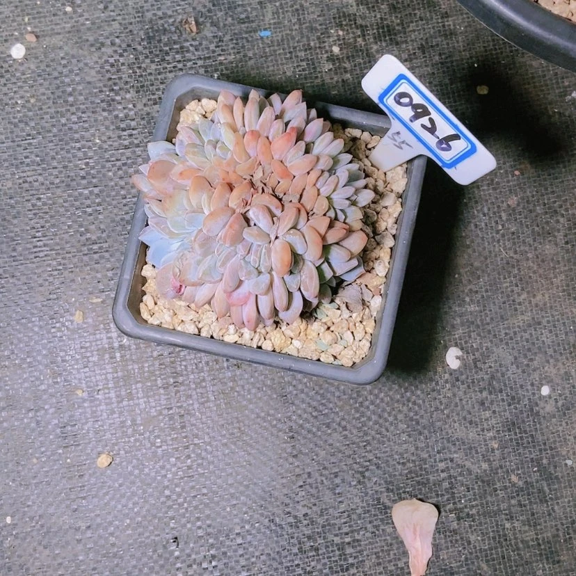 【闪购商品】萌***狗0926