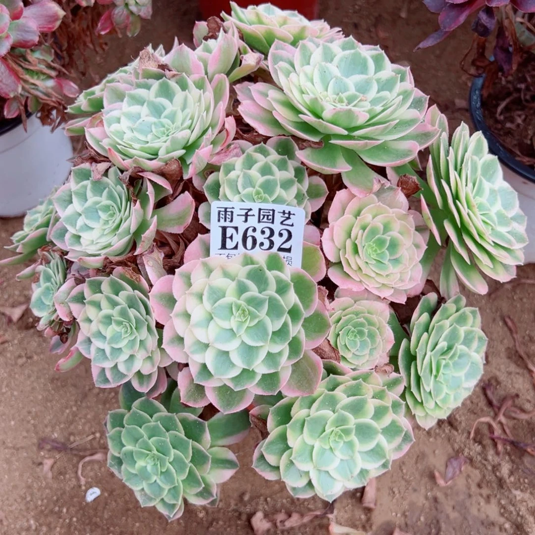 632海王尺寸30左右