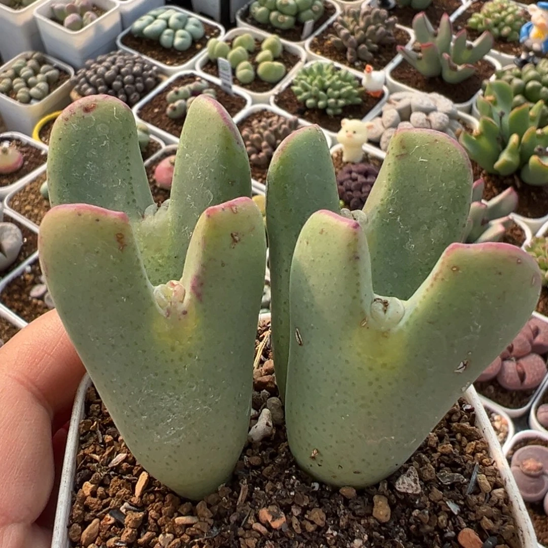 054多肉植物种类多样