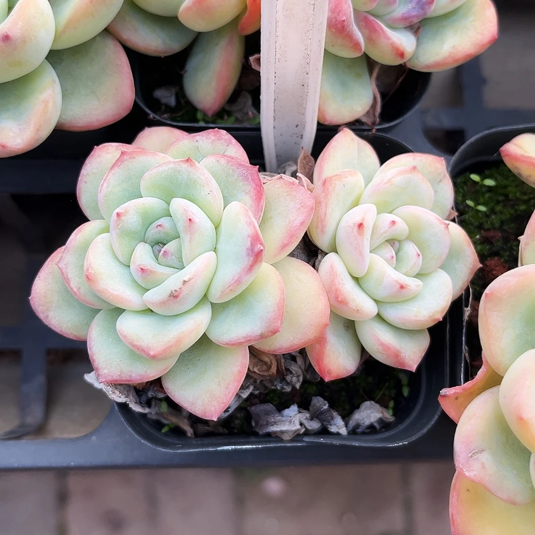 土****161哈哈哈哈哈哈哈