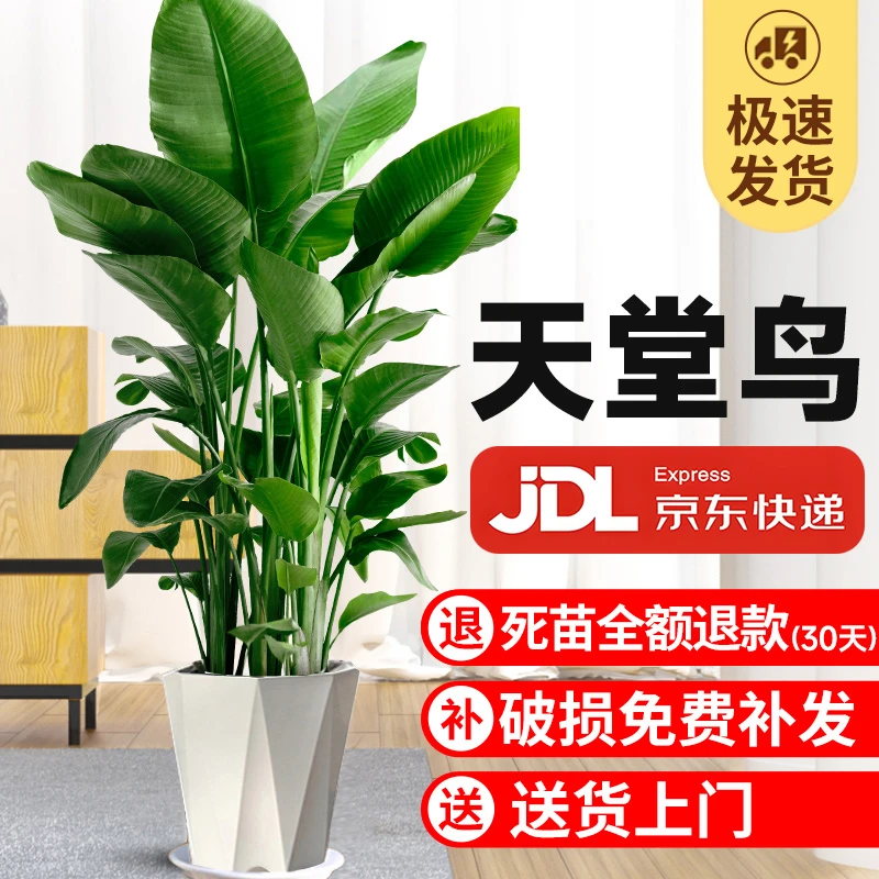 天堂鸟绿植盆栽室内客厅电视柜两旁大型绿植大叶净化空气上档次