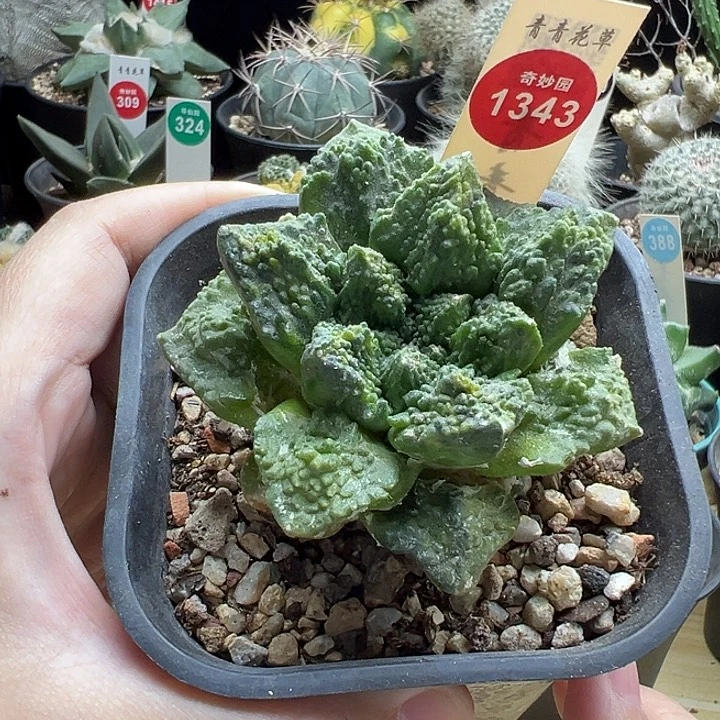 自根龟甲牡丹锦7cm