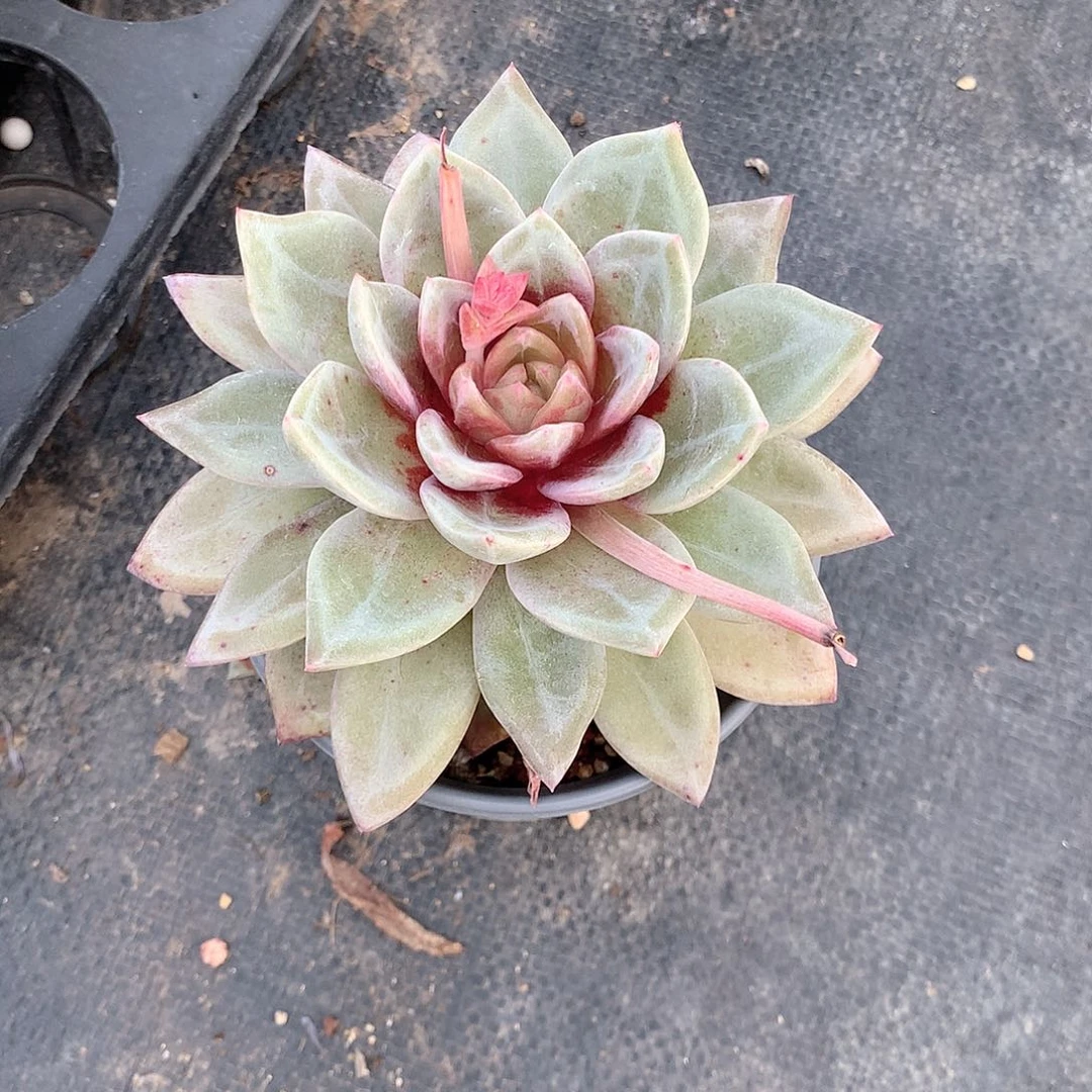 德国香槟糖心多肉植物
