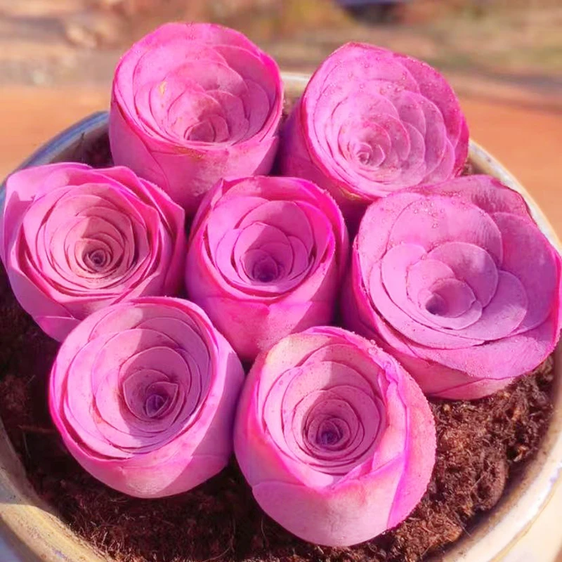 稀有水蜜桃玫瑰多肉植物山地玫瑰群生酒杯玫瑰鸡蛋室内四季防辐射