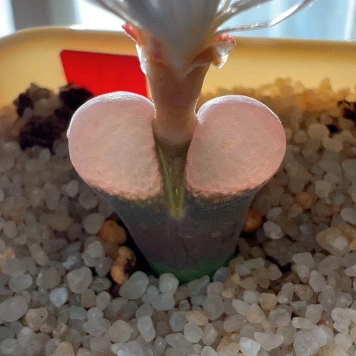 w/11青蛙5年pv1089 厚翻窗 不透网格 特选级别