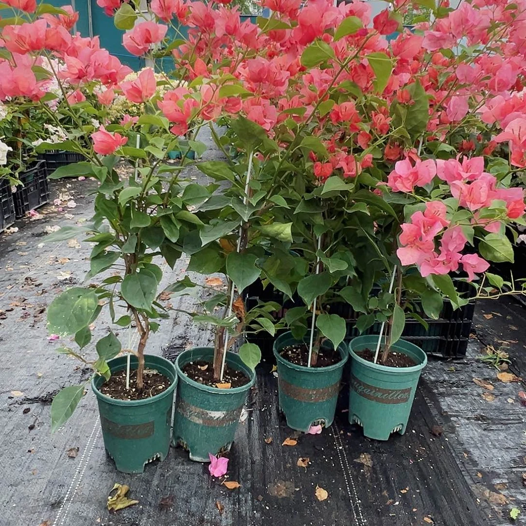 大部分花苞少量开放不甜西瓜带竹一颗