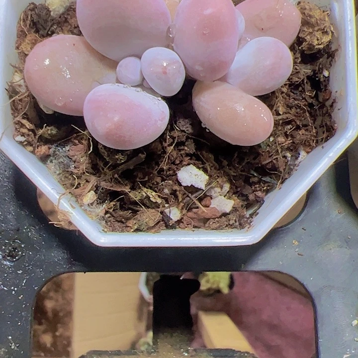 小黄金奶酪精品多肉植物