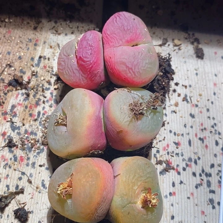 27311一组一组一组