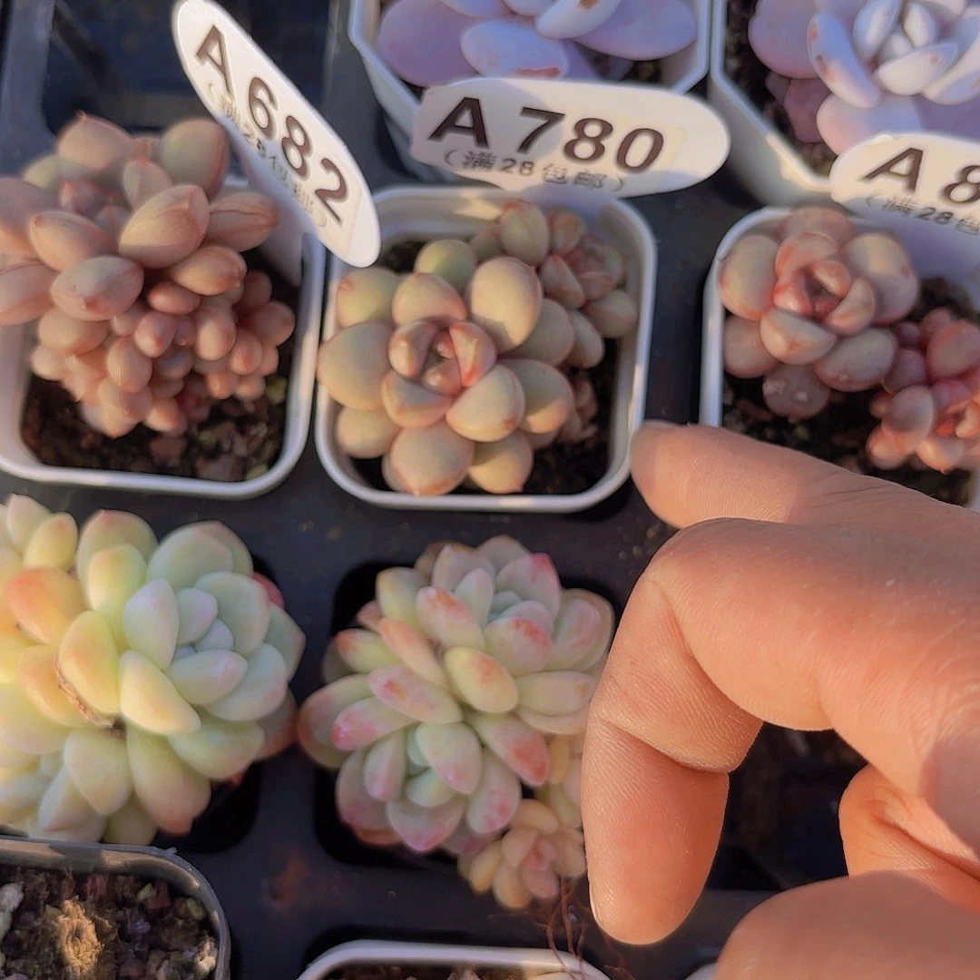 妍***A780葡萄一物一拍