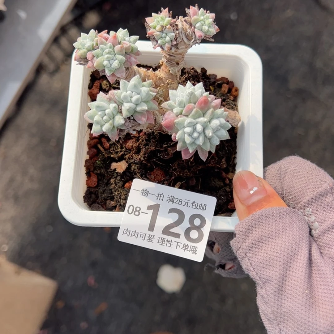 白菊多肉多肉多肉