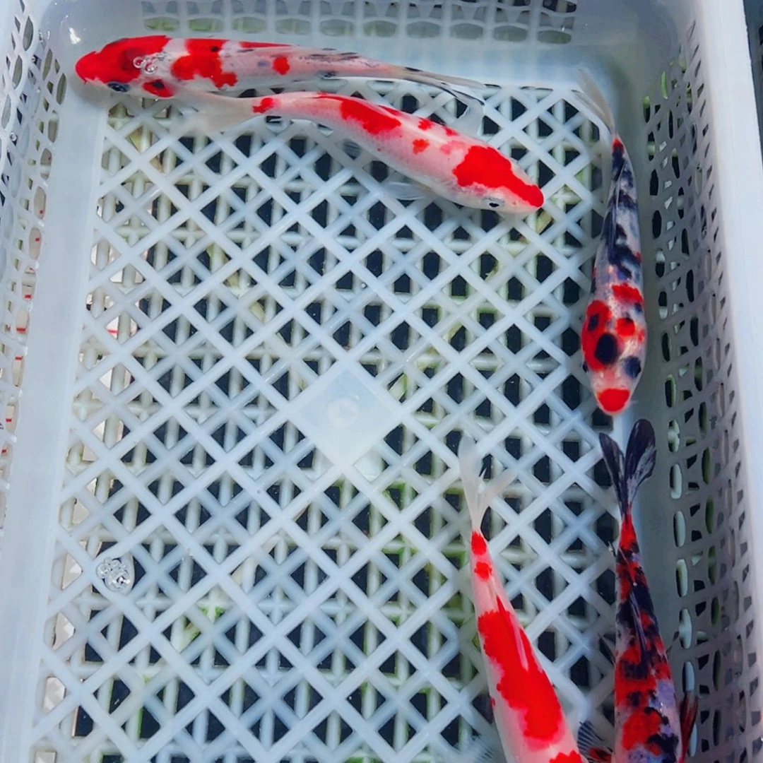 锦鲤锦鲤观赏鱼1111