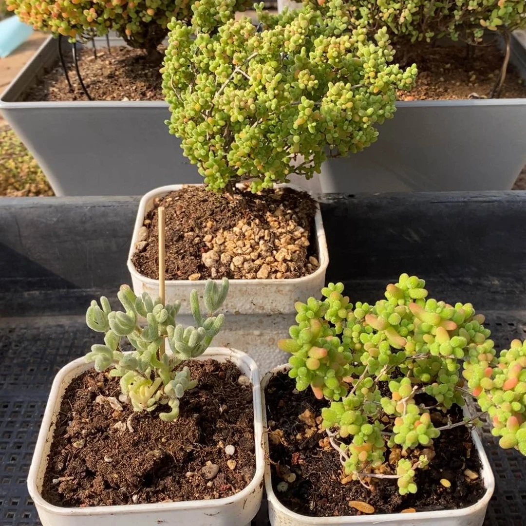 枝干番杏多肉植物094