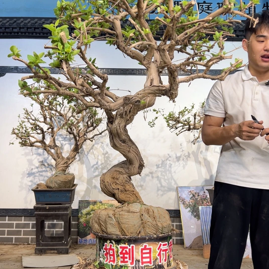 无花朵金银花开花157159858