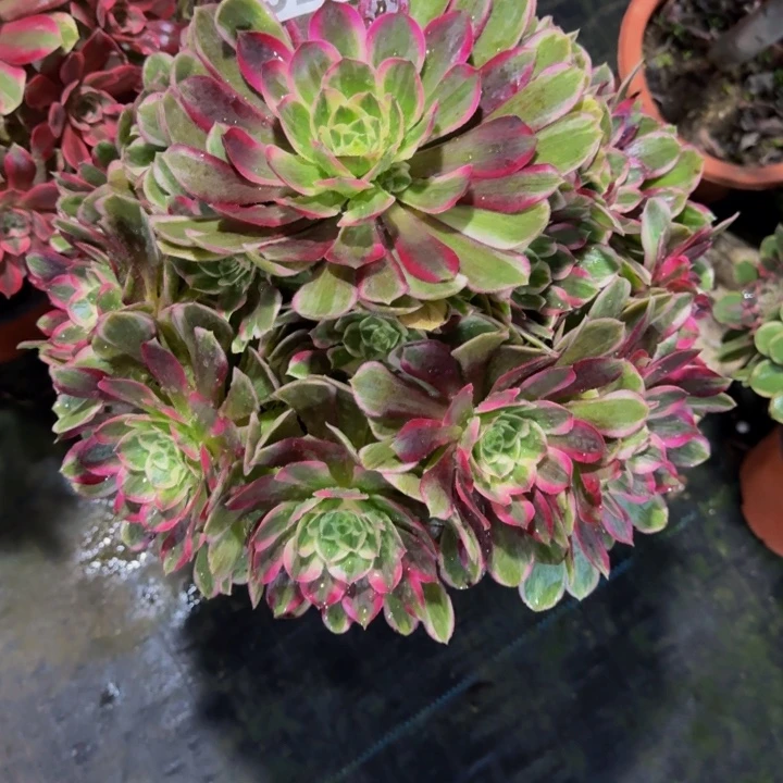 孔雀翎92300000000