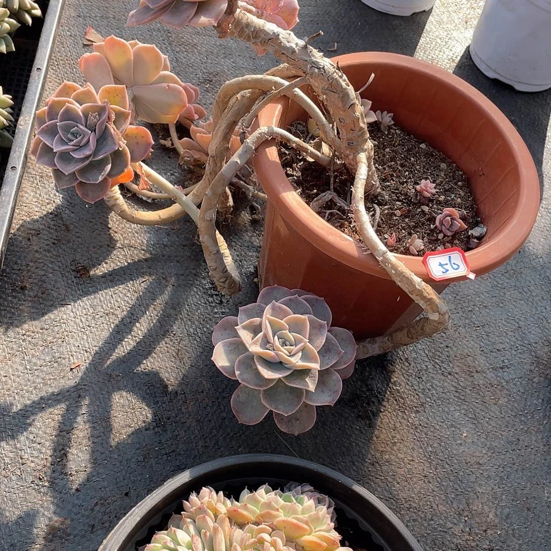 56哈利 一物一拍多肉