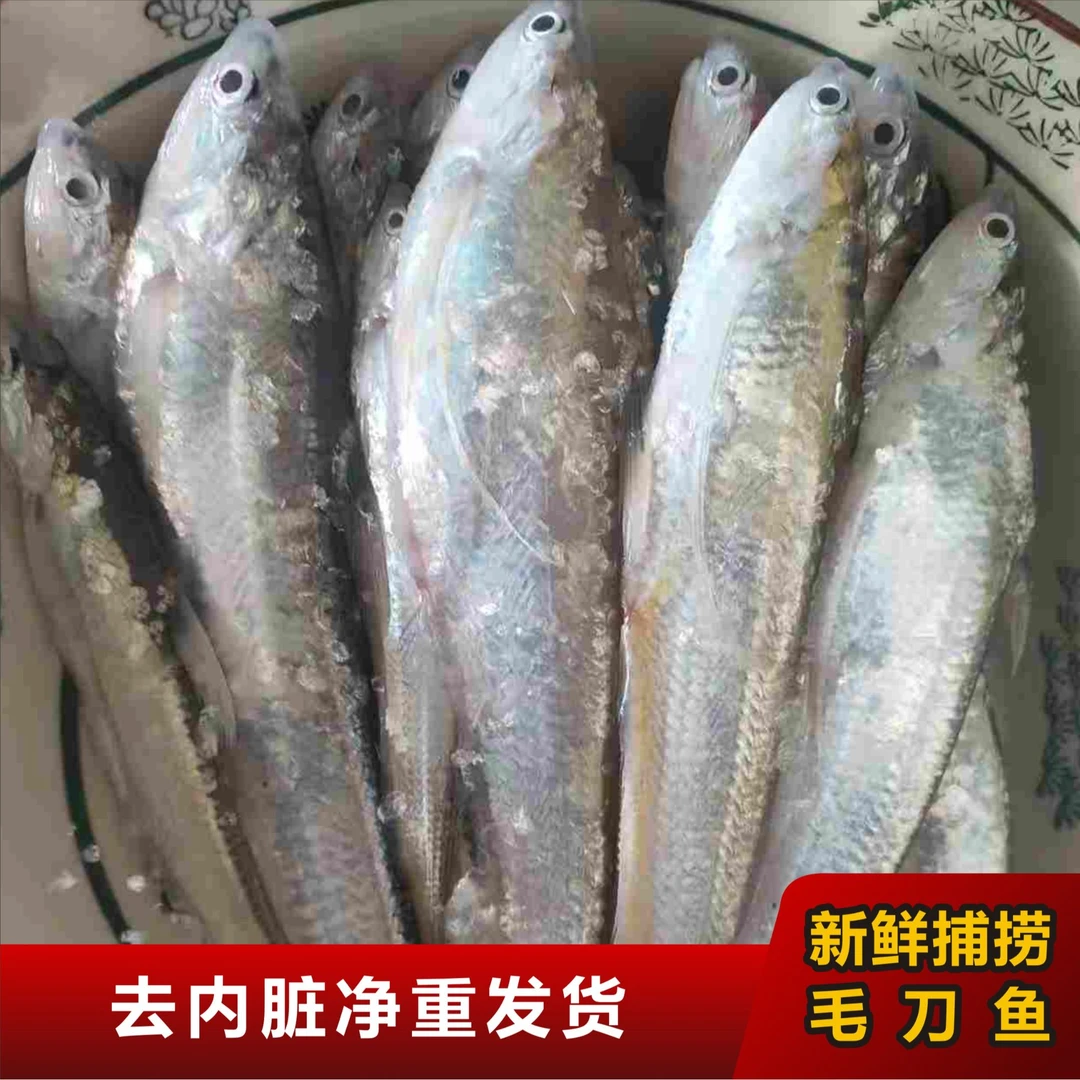 新鲜野生淡水野捕毛刀鱼凤尾鱼批发商用淡水湖刀鱼油炸清蒸补钙