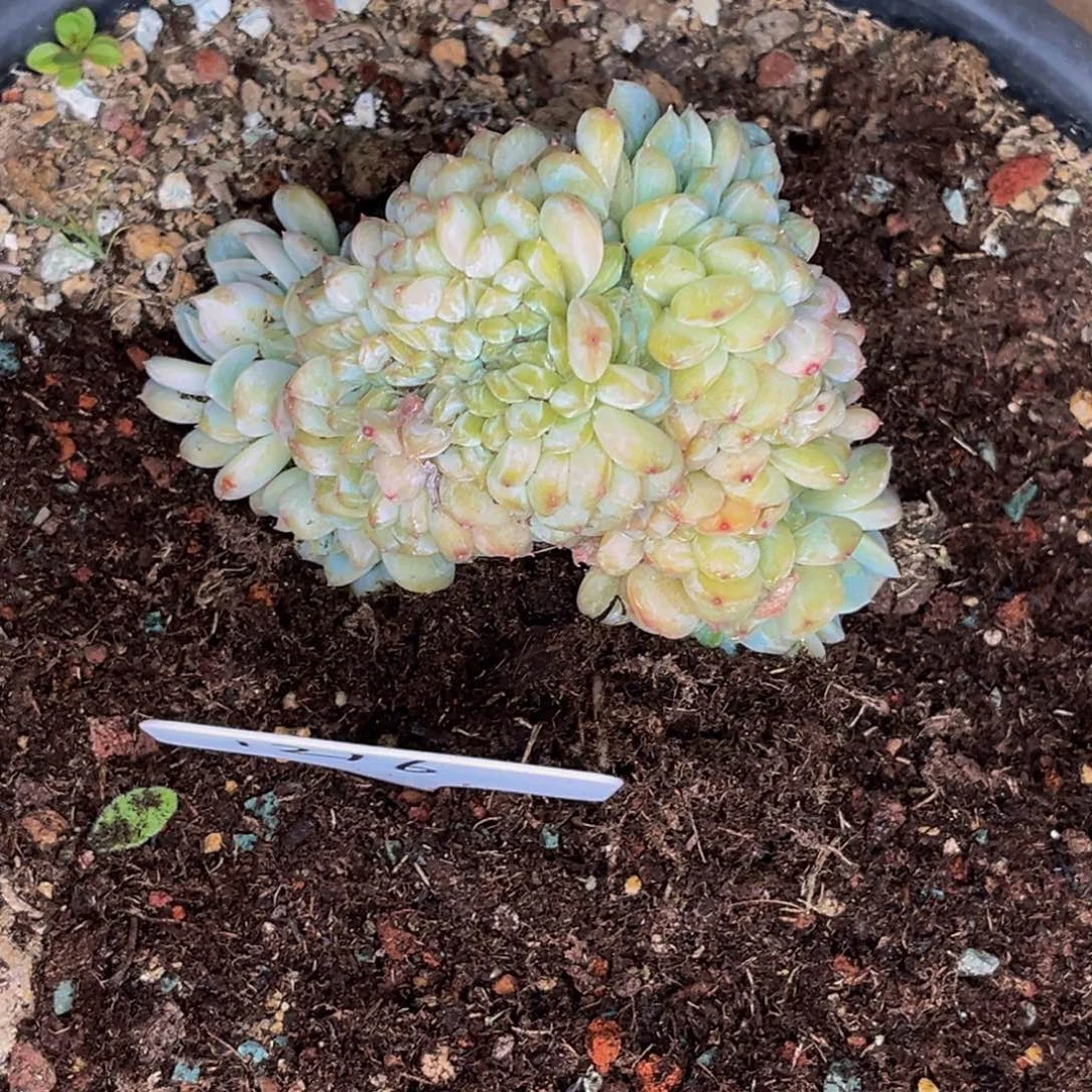 1216号晚上多肉植物群生多肉植物