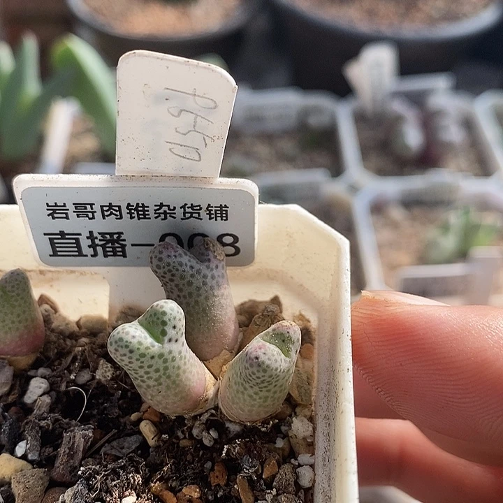 梅萨种源955D斑马4头群
