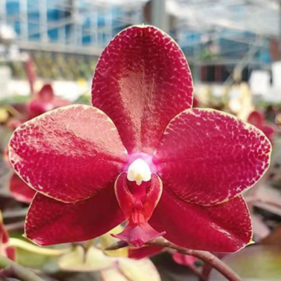 花农杰哥原生种蝴蝶兰直播专用链接红宝石