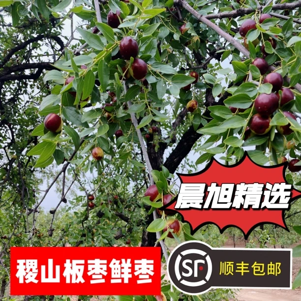 新鲜枣子水果脆甜鲜枣山西稷山板枣红枣当季现摘现发2250g顺丰