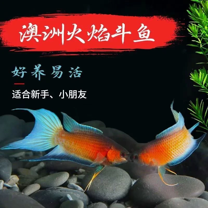 澳火斗鱼普叉冷水淡水观赏鱼原生宠物新手鱼不加温不打氧新手好养