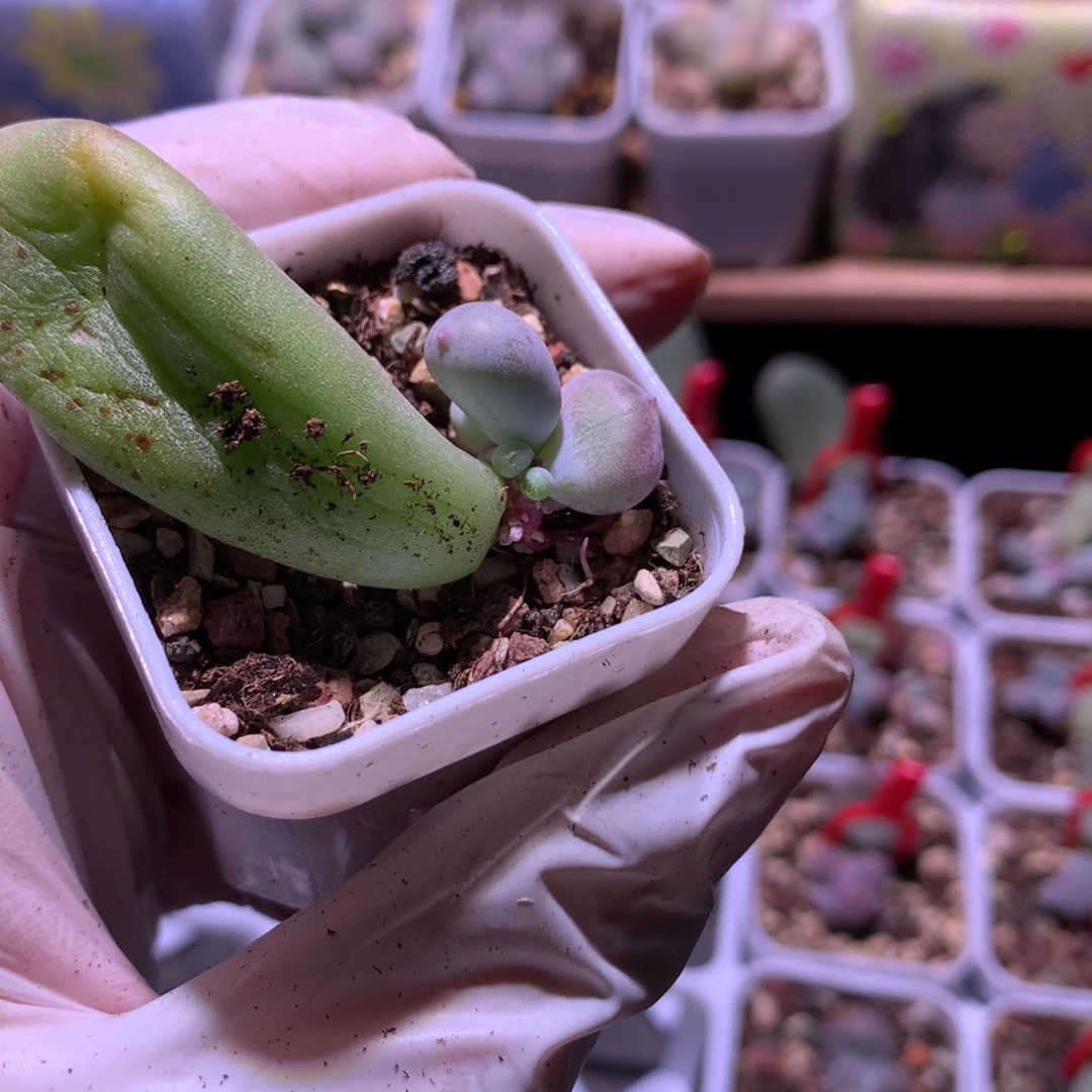 mikenail有锦纹米可奶