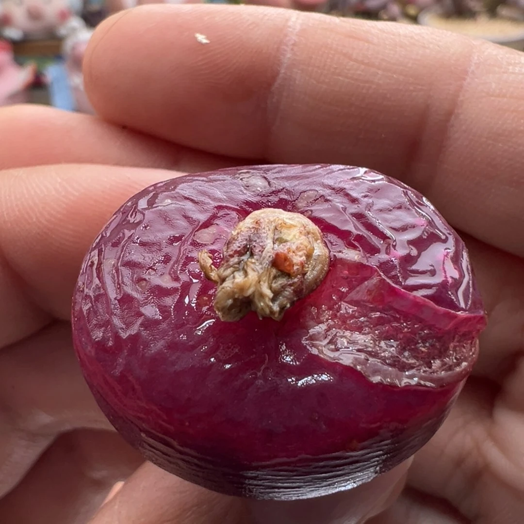 472。优选黑紫体超毛 母本。