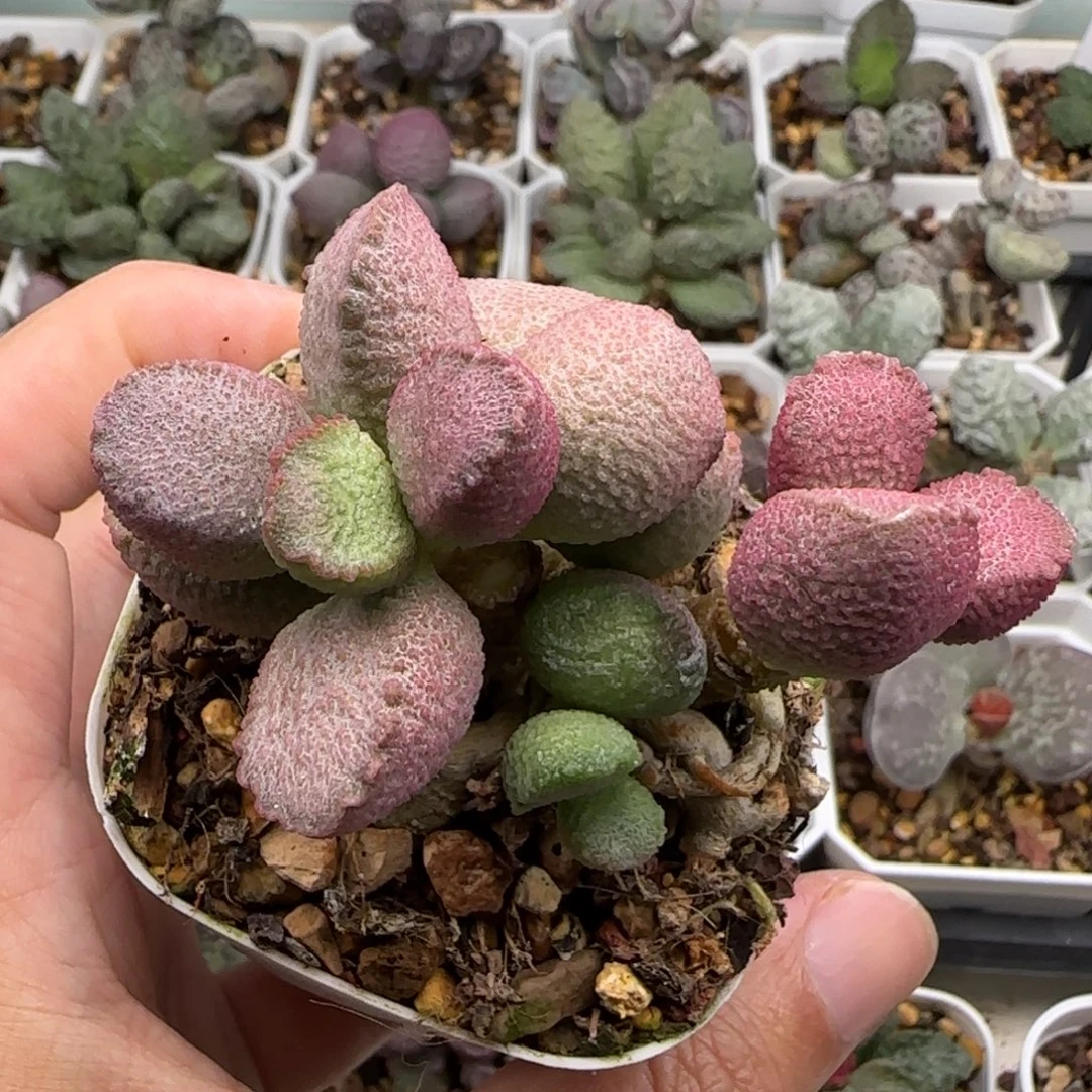 糖心水泡多肉植物