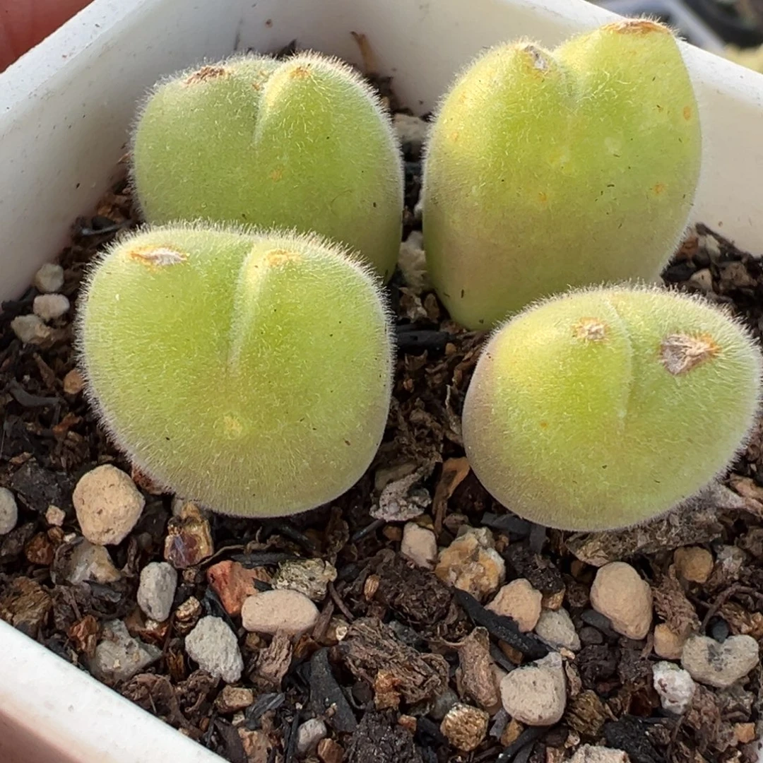 051多肉植物种类多样