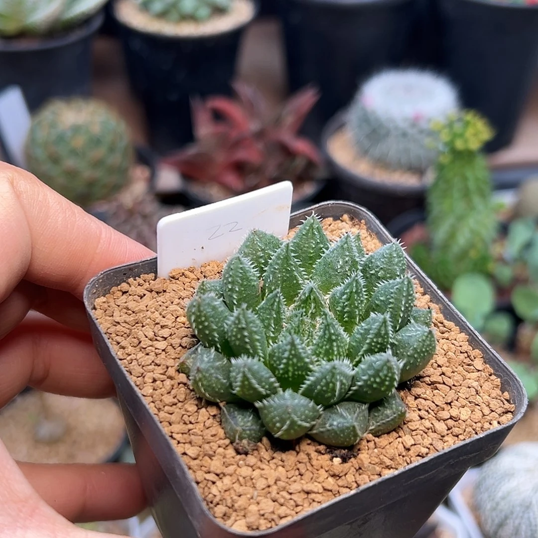 28硬叶龙角18包邮非偏远地区