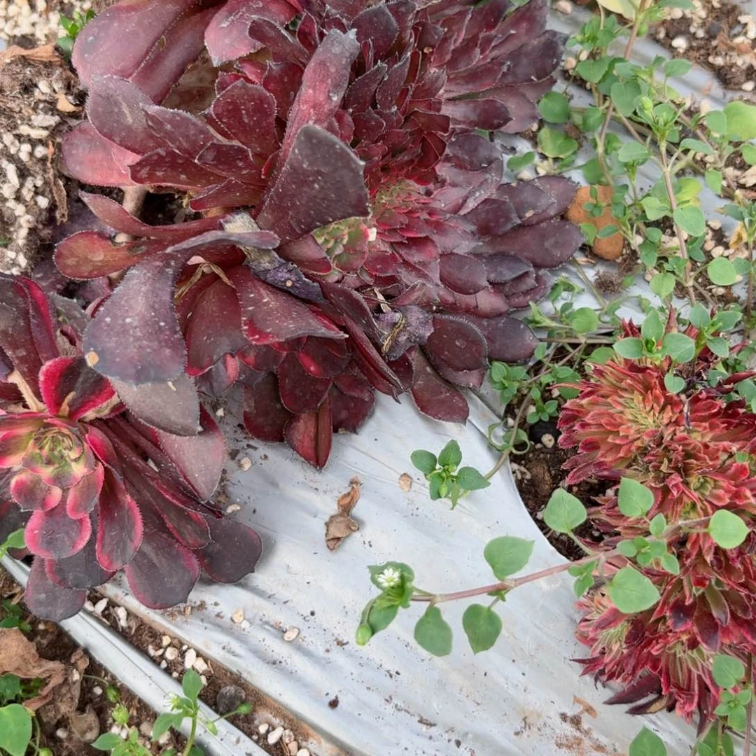我8428 号多肉法师新年特价