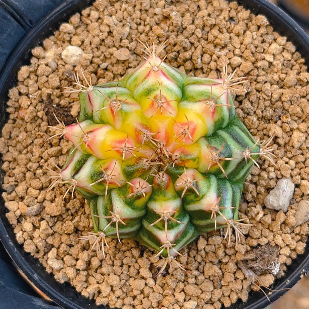 米哈洛维奇038 实生 黄白锦