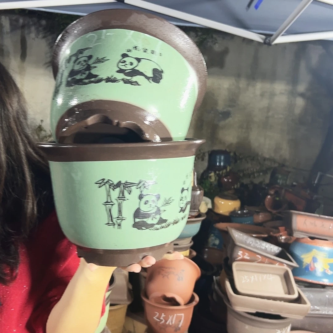 25+25绿色熊猫平角金钟花盆