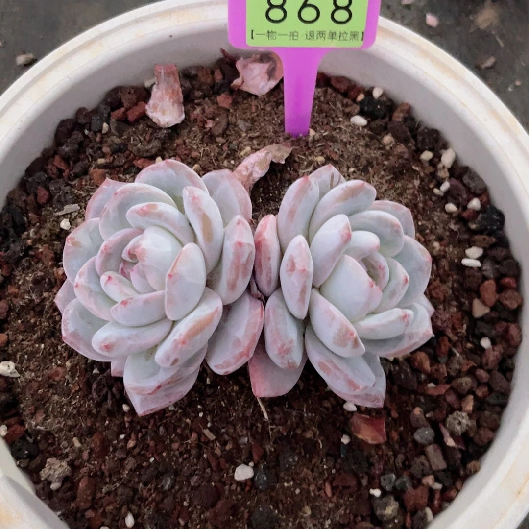 云尘多肉一物一拍868