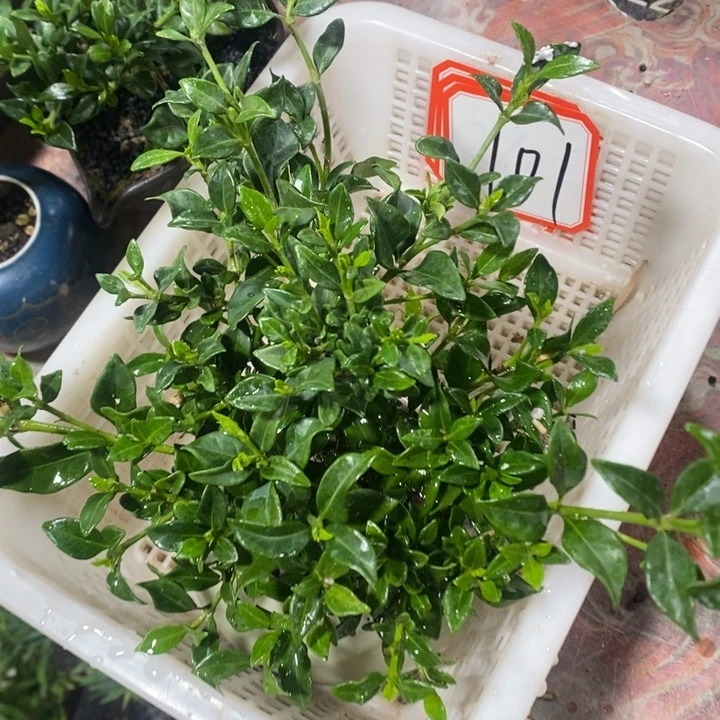 就***5以实际为准退款拉黑拉黑101