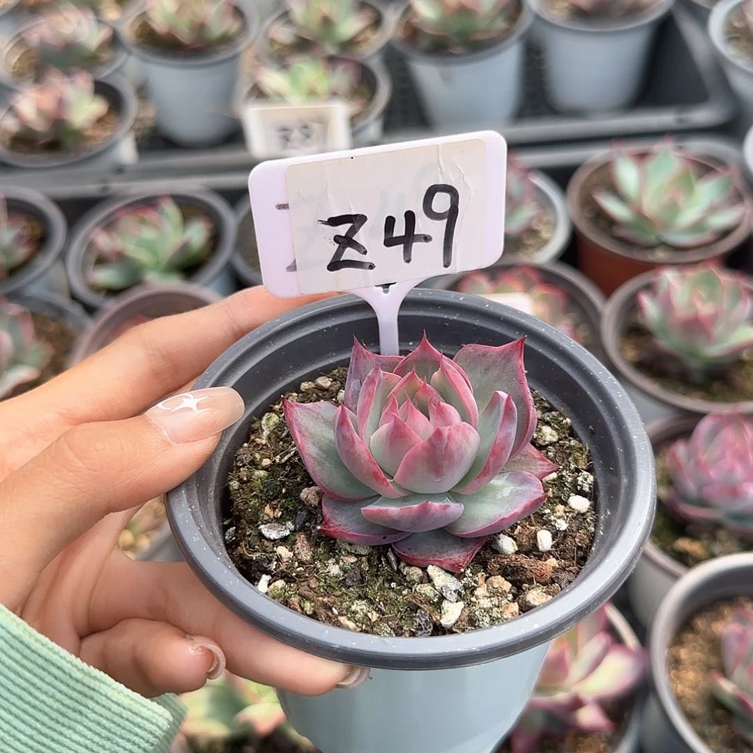 *️****惊鸿仙子Z49多肉