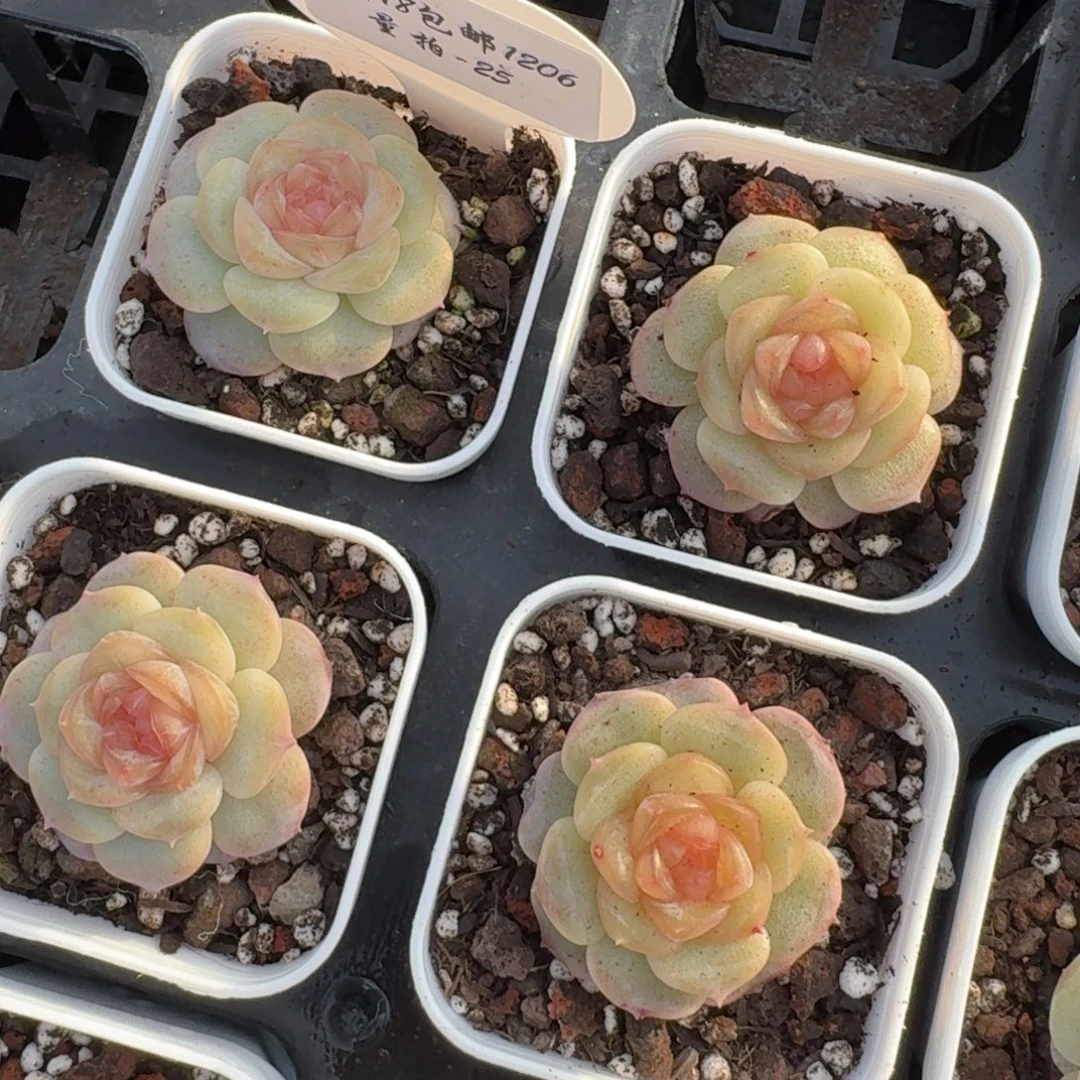 1206-025-编号一颗量拍