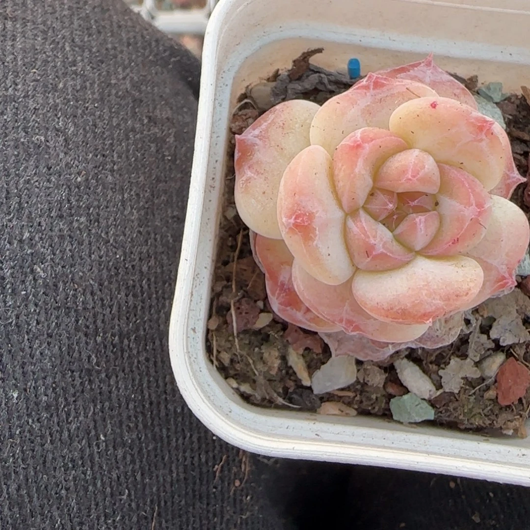 多肉小卡拉米糖心一物一拍