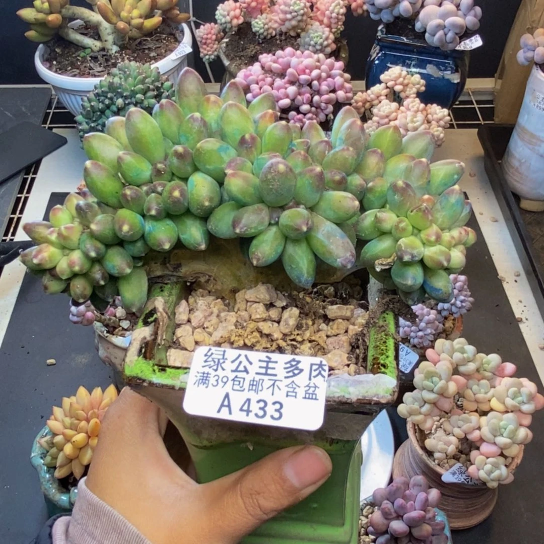 433香蕉树缀多肉14c m