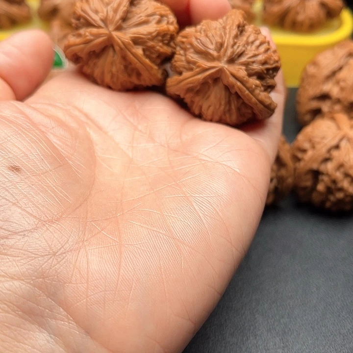 核桃37尺白狮子拼接三棱