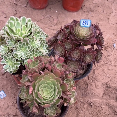 575多肉植物组合，