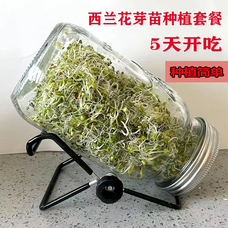 优质西兰花芽苗种子青花椰菜芽苗梅森瓶种植水培芽苗菜西蓝花种孑