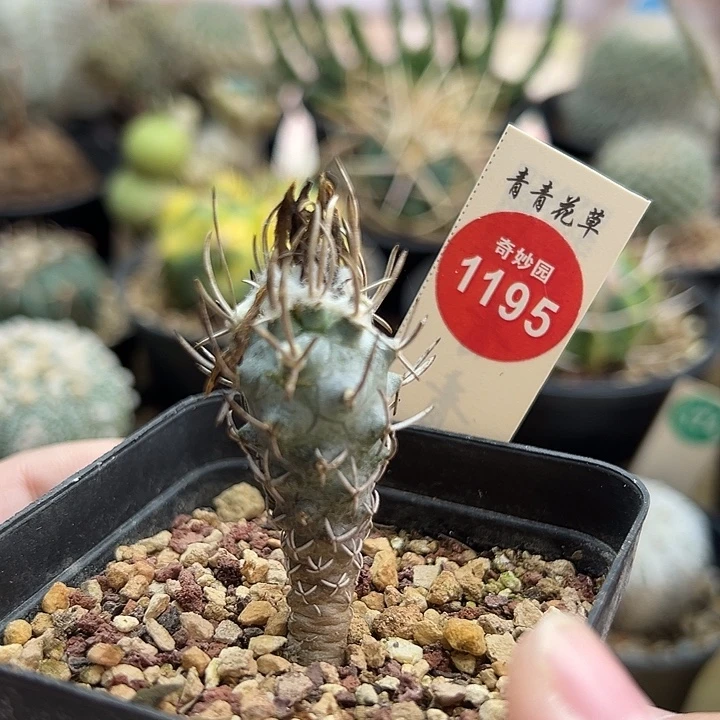 实生母本黄龙丸一棵仙人球