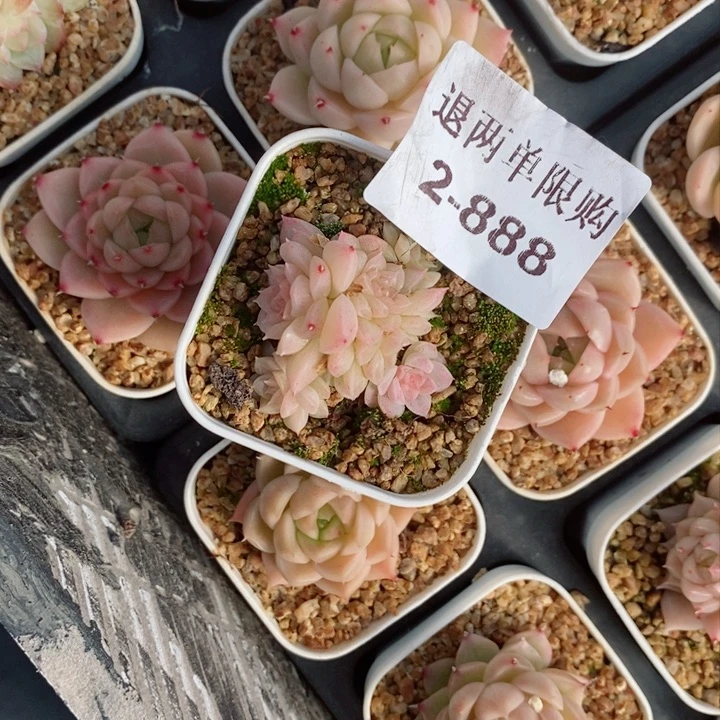 v***啾2-888多肉多肉多肉多肉多肉