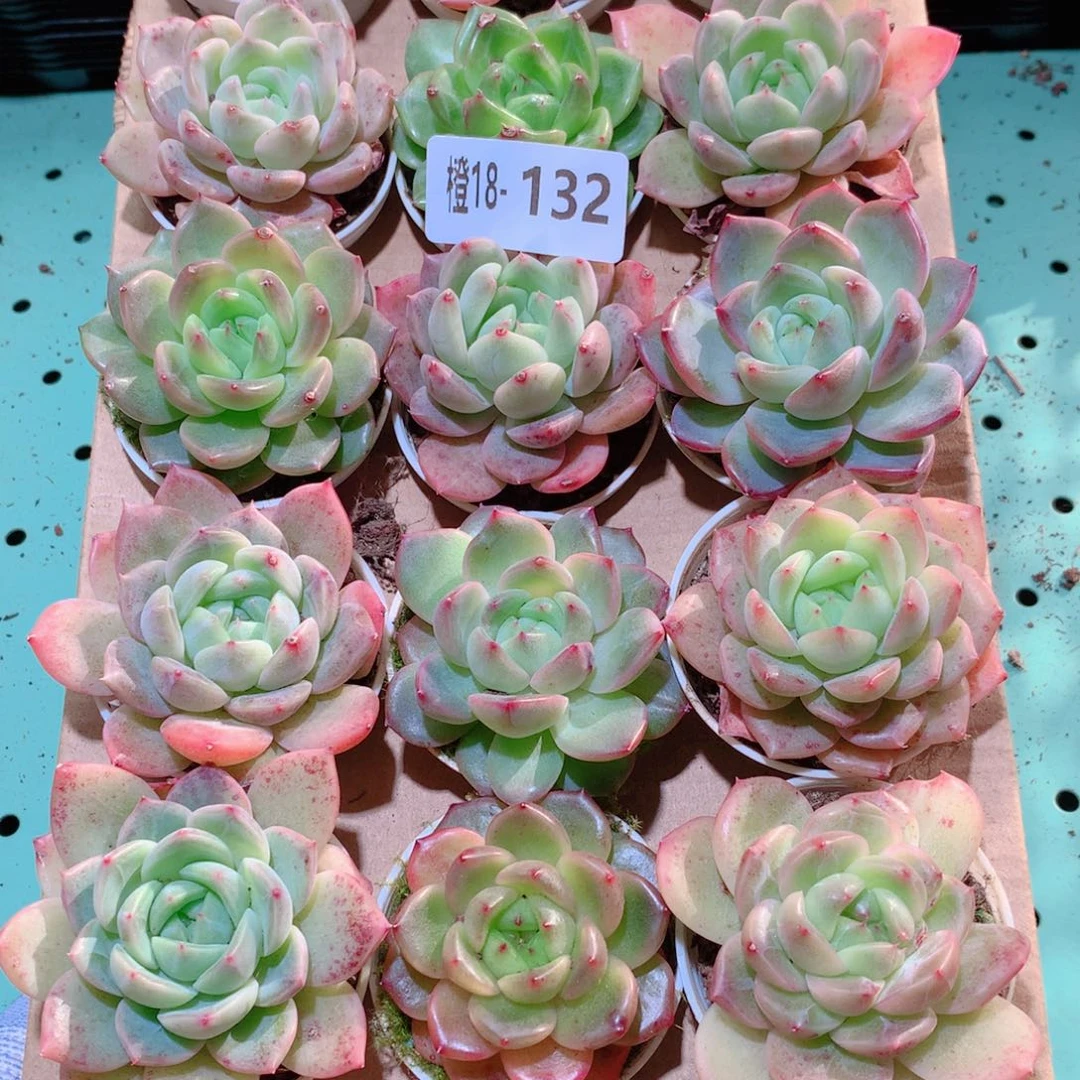 18-132一物一拍多肉带盆18颗