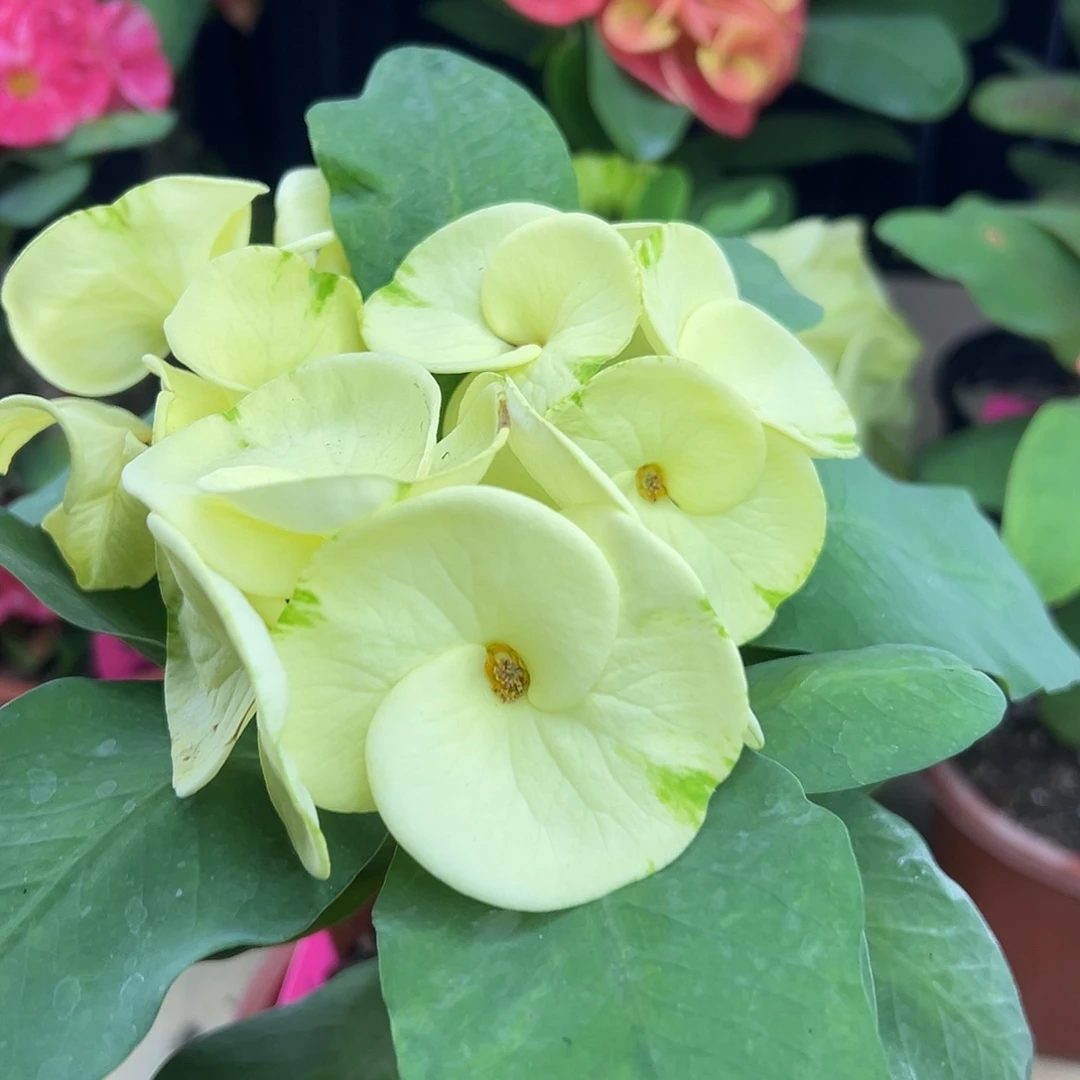 碧托金盏泰国大花虎刺梅