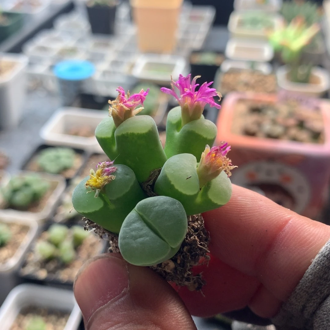 759风铃母本一颗