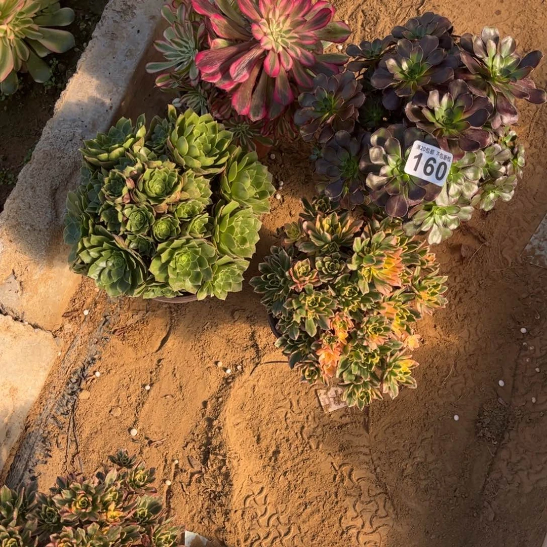 套餐四颗160不包断枝