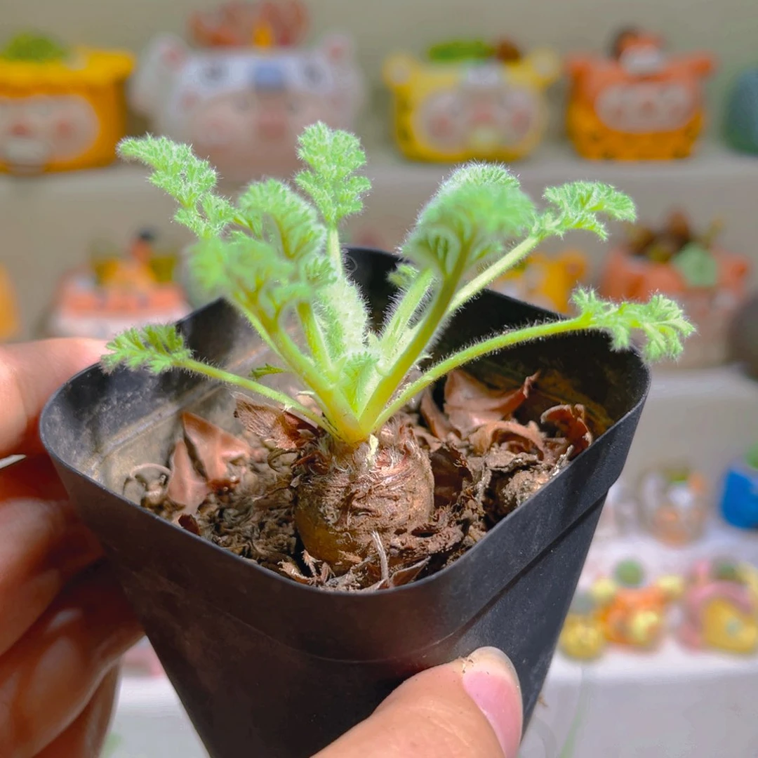 205羽叶洋葵高端块根